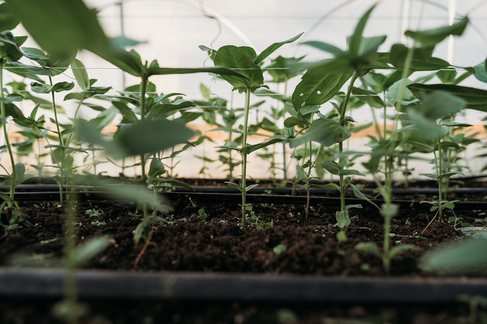 AG Flower Seeds | Young plants growing in a greenhouse setting