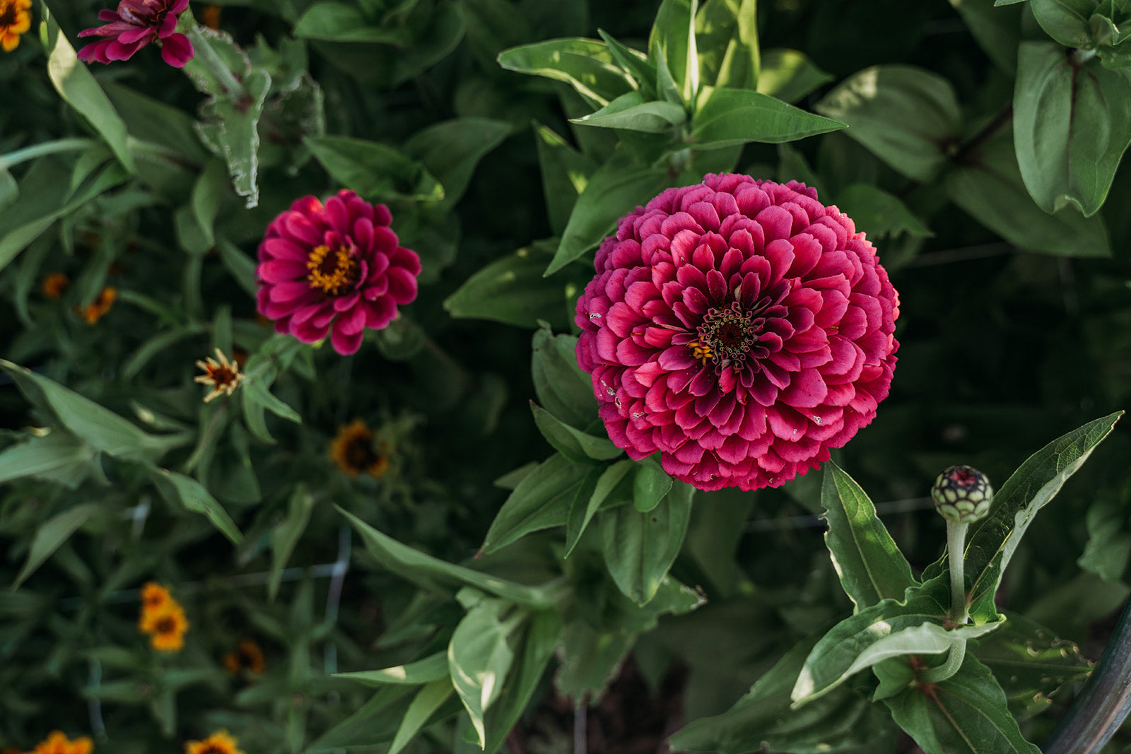 AG Flower Seeds | Close-up of a pink flower with green leaves in the background