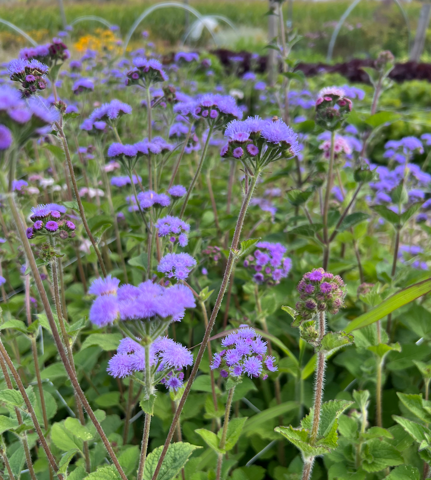 Ageratum - Blue Planet