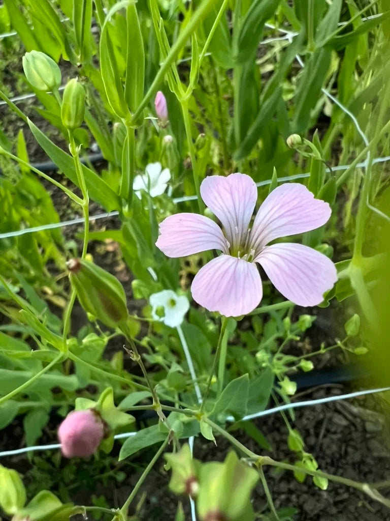 Agrostemma - Light Rose
