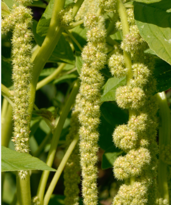 Amaranthus - Viridis
