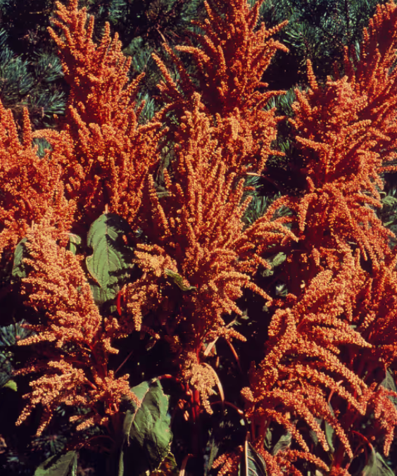 Amaranthus - Hot Biscuits