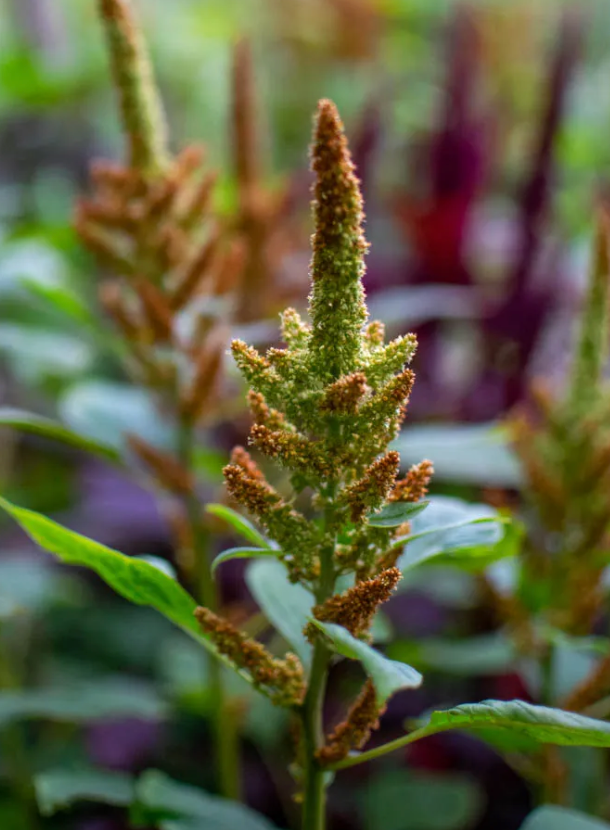 Amaranthus - Autumn's Touch