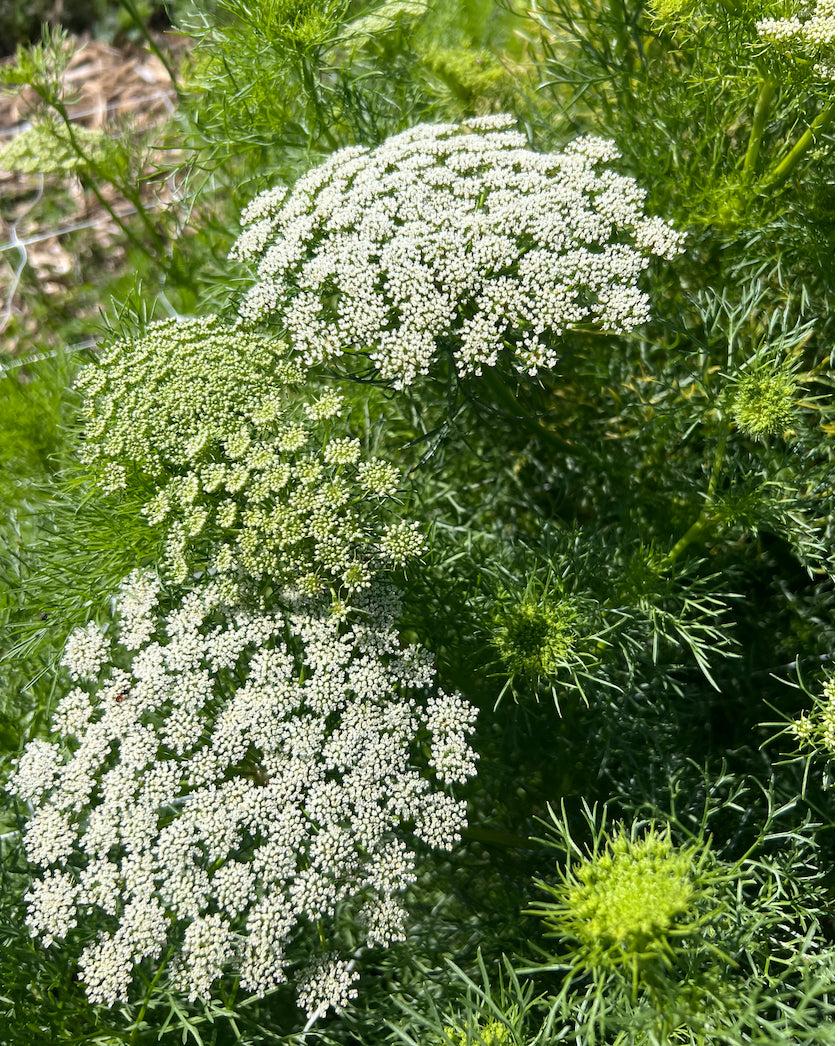 Ammi - Green Mist