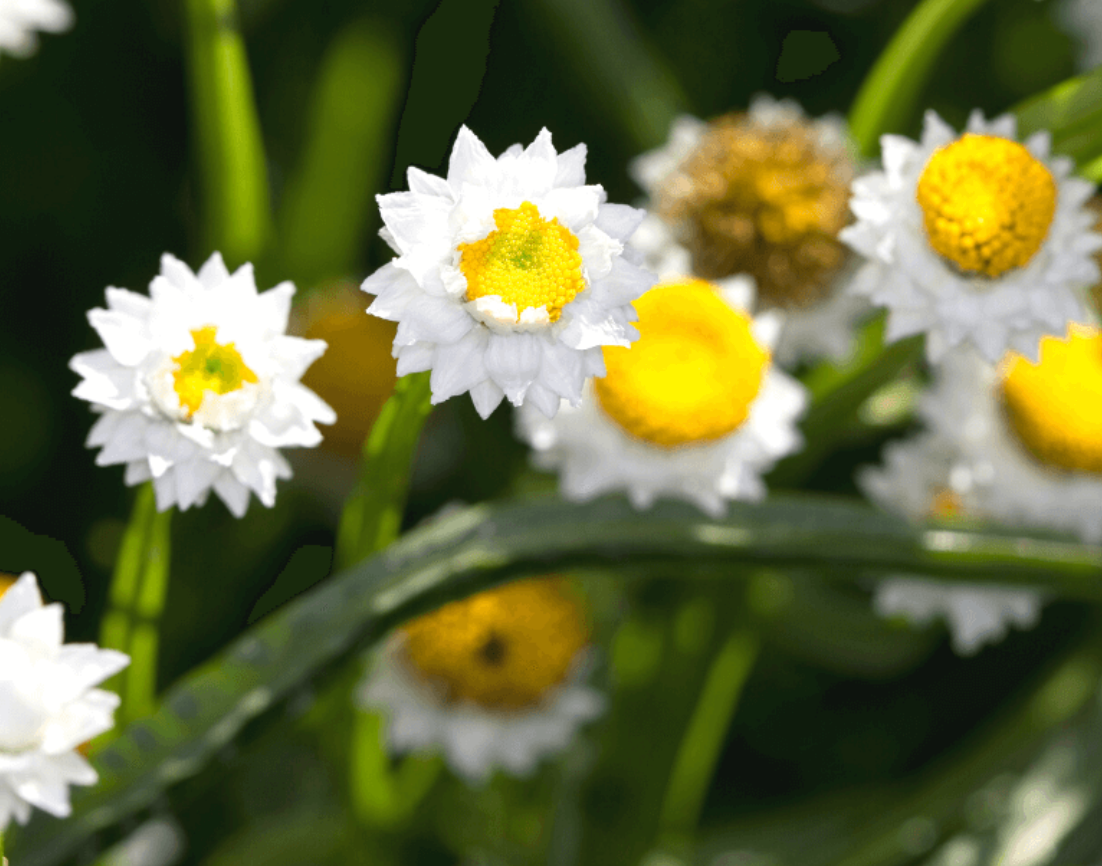 Ammobium - White