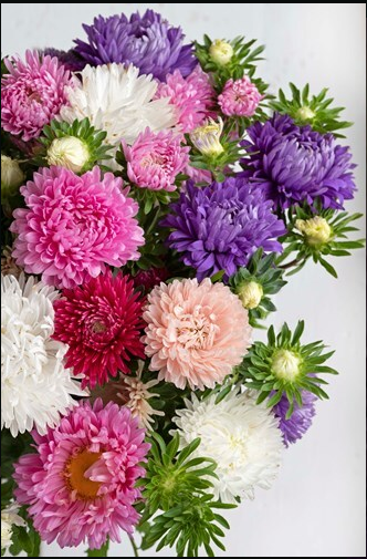 Aster - King Sized Fieldgrown Mix