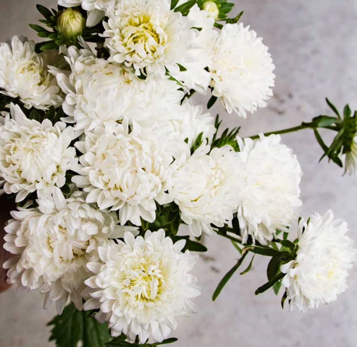 Aster - Tower White