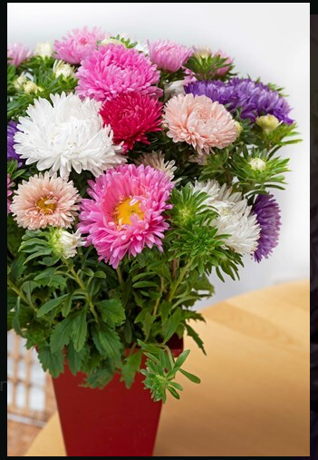 Aster - King Sized Fieldgrown Mix