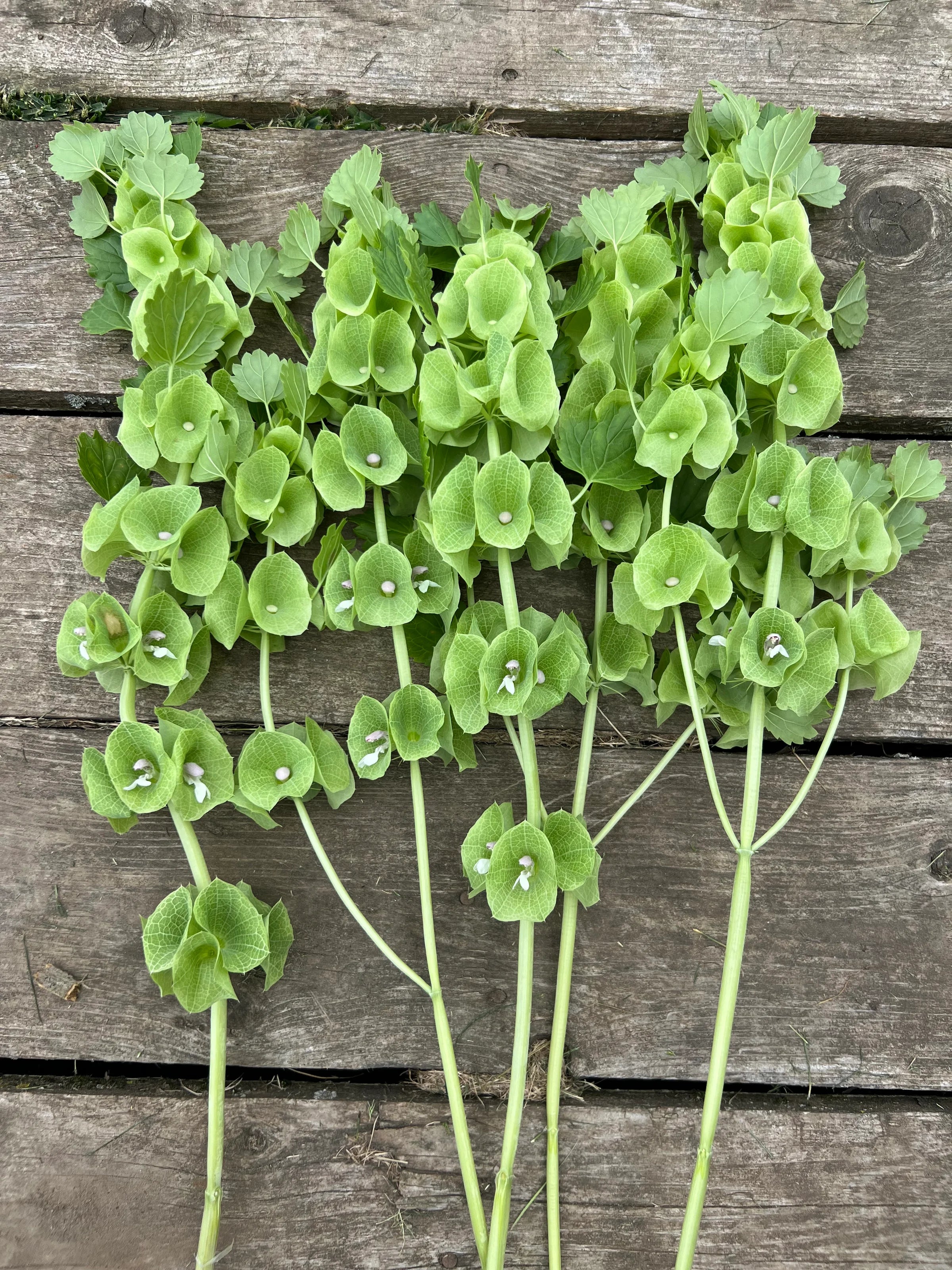Bells of Ireland