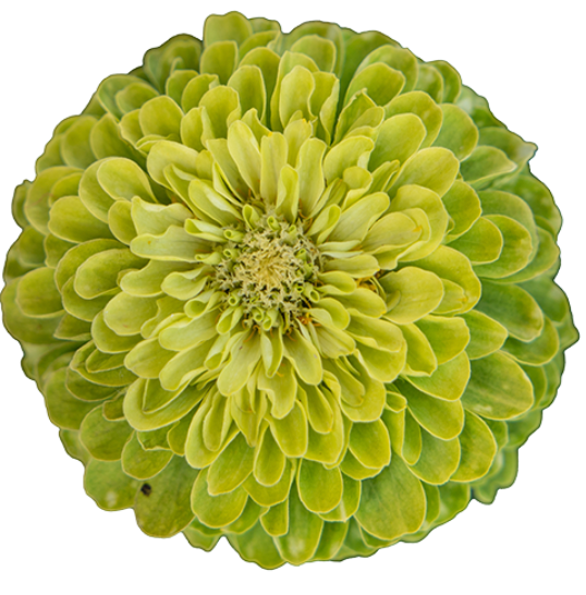 Zinnia - Benary's Giant Lime