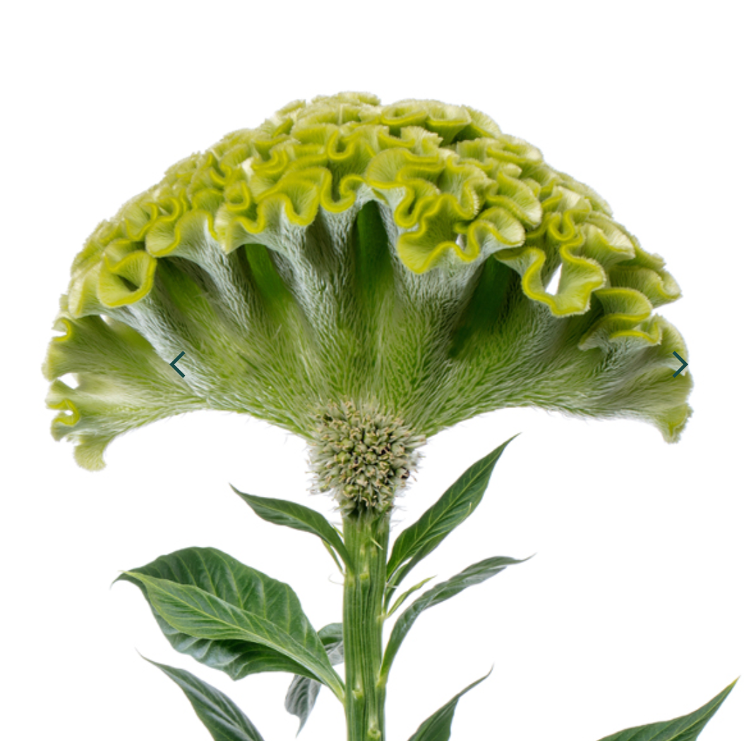 Celosia - Act Verda