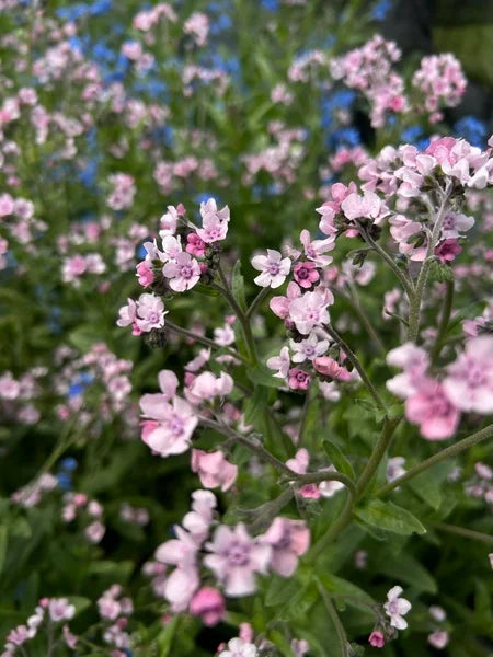 Chinese Forget-Me-Not - Mystic Pink