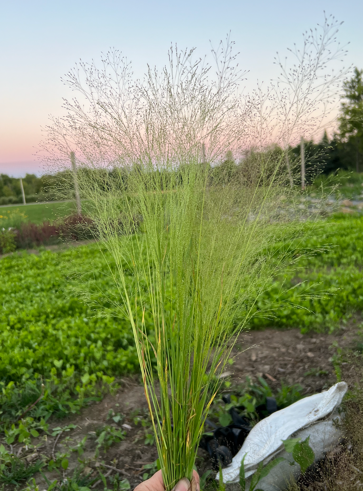Grass - Cloud Grass