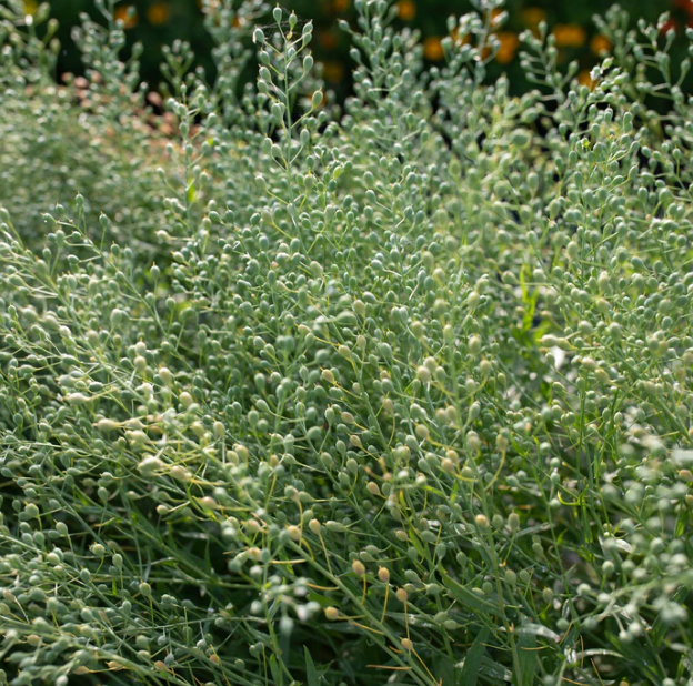 Cress - Attraxa