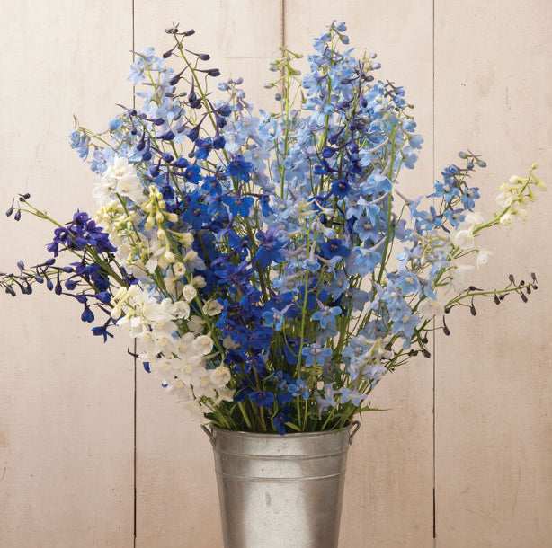 Delphinium - Belladonna Mixed