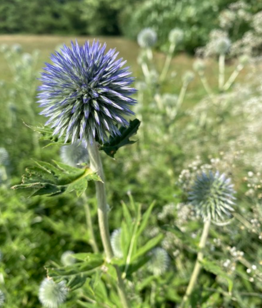 Echinops - Globe Thistle
