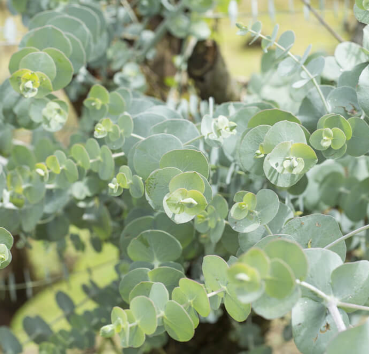 Eucalyptus - Baby Blue