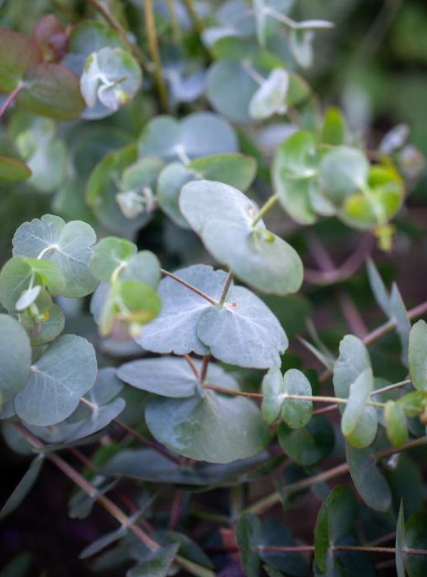 Eucalyptus - Silver Dollar
