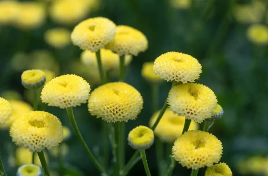 Feverfew - Amazone