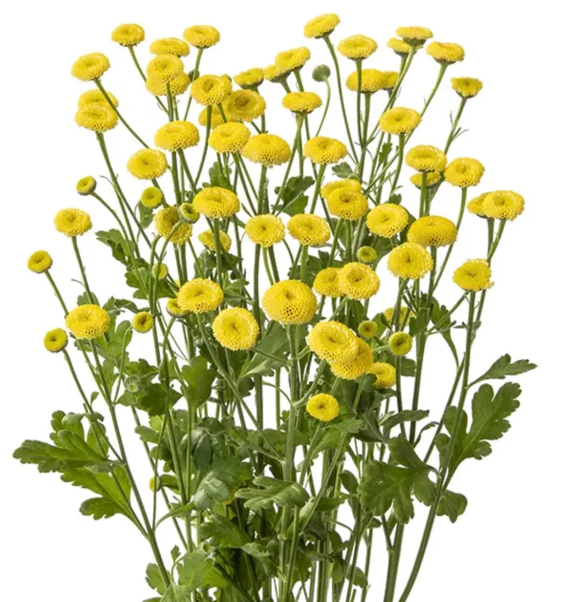 Feverfew - Amazone