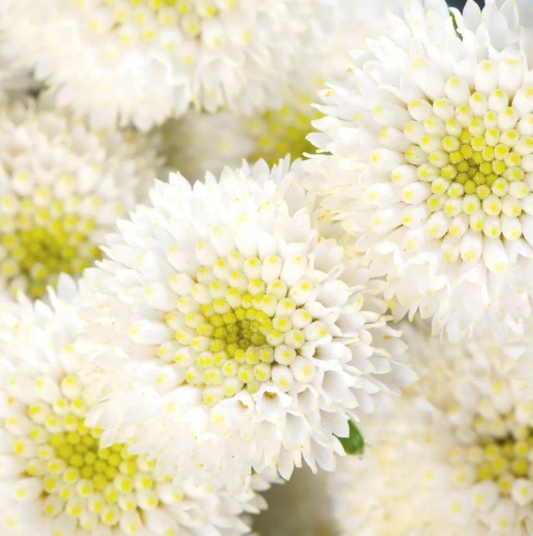 Feverfew - Rio