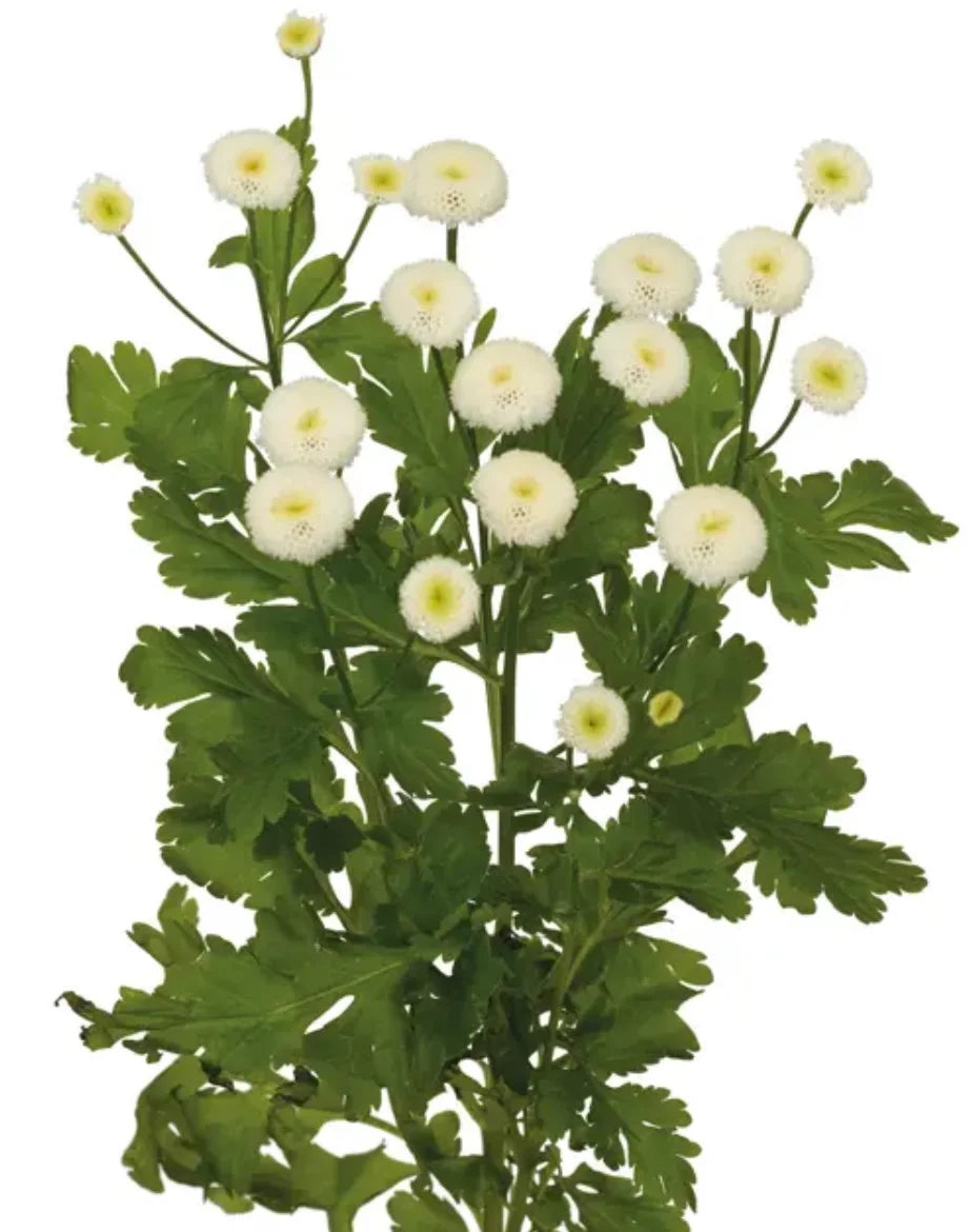 Feverfew - Rio