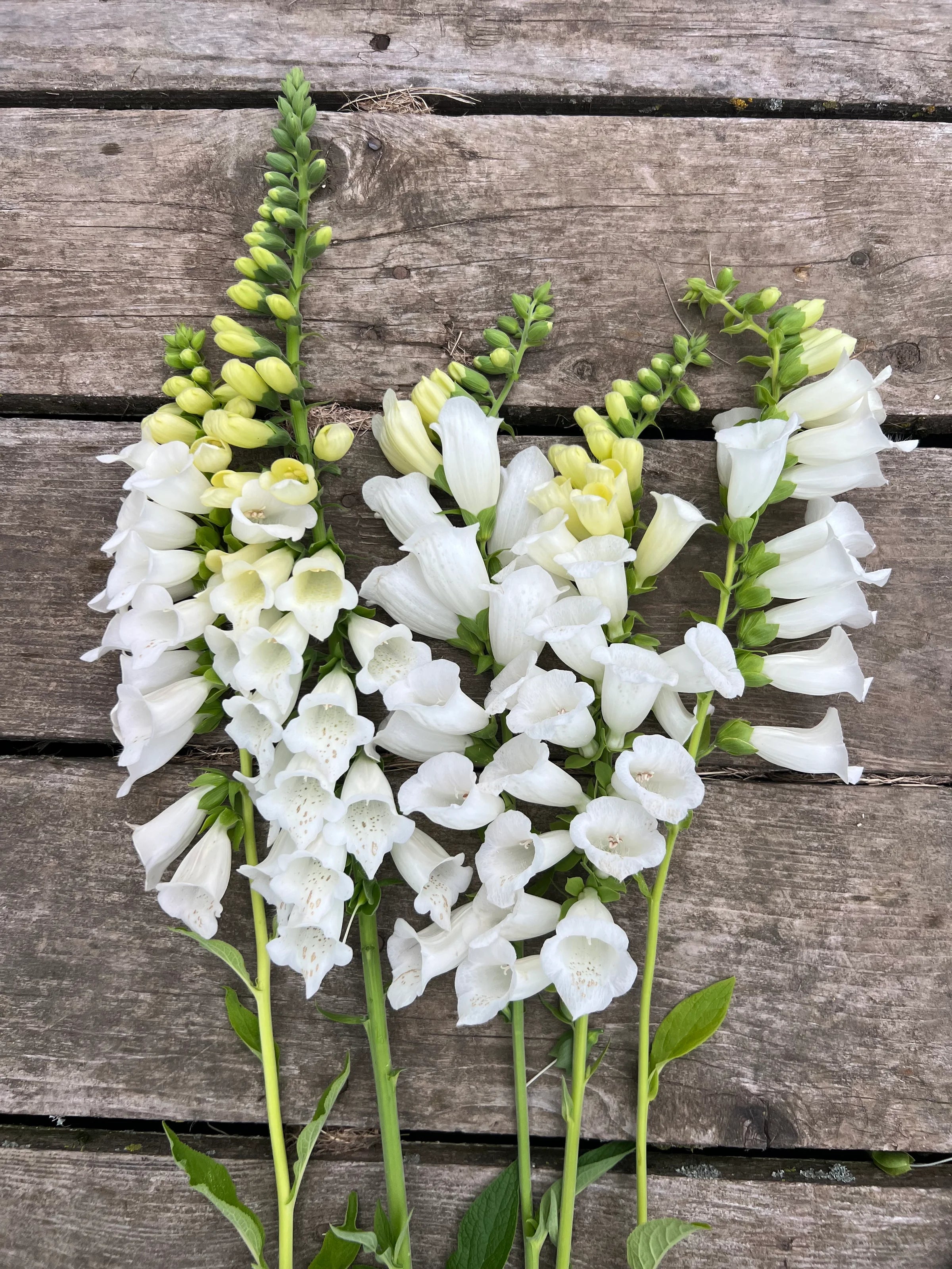 Foxglove - Alba