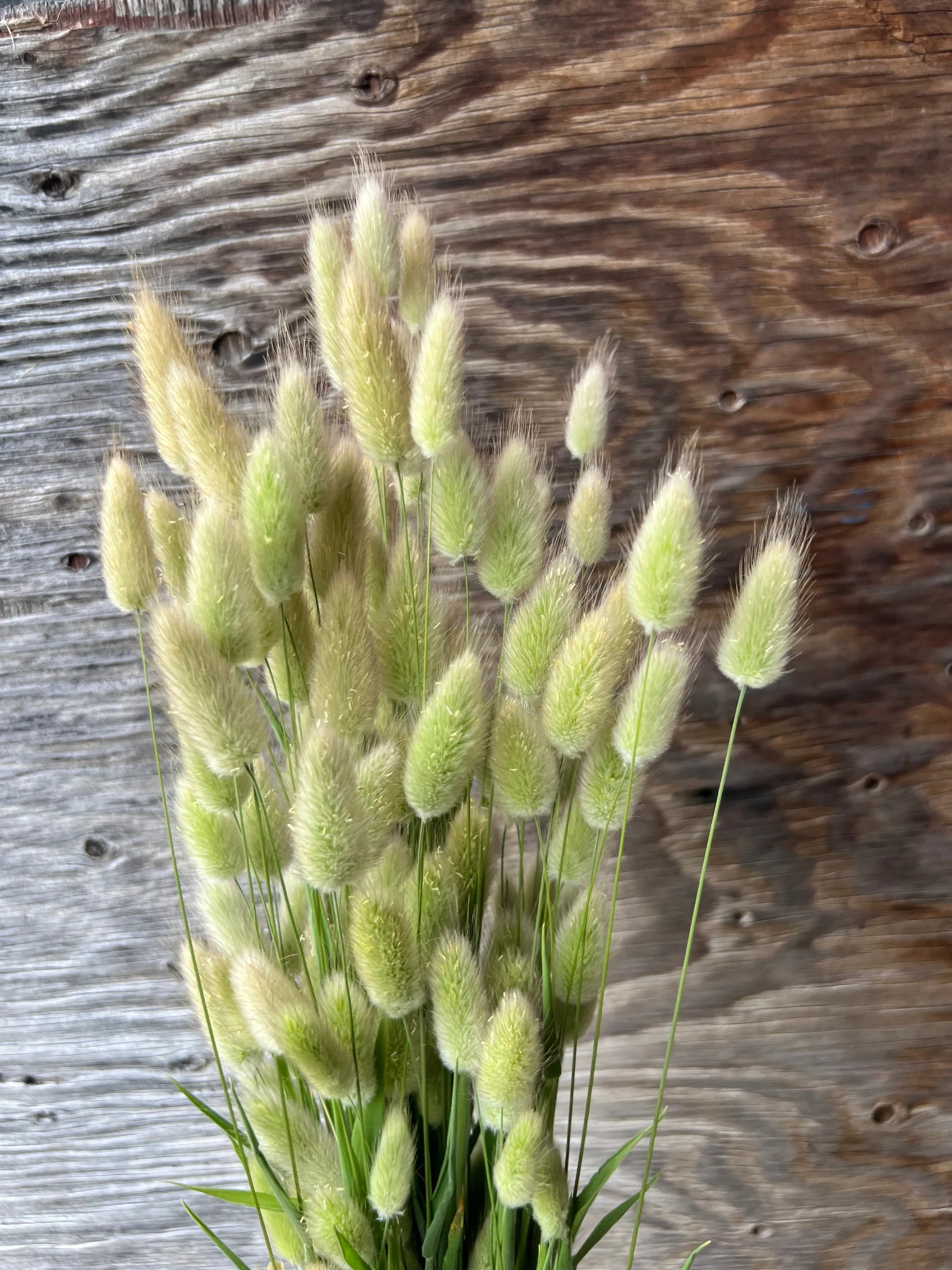 Grass - Bunny Tails