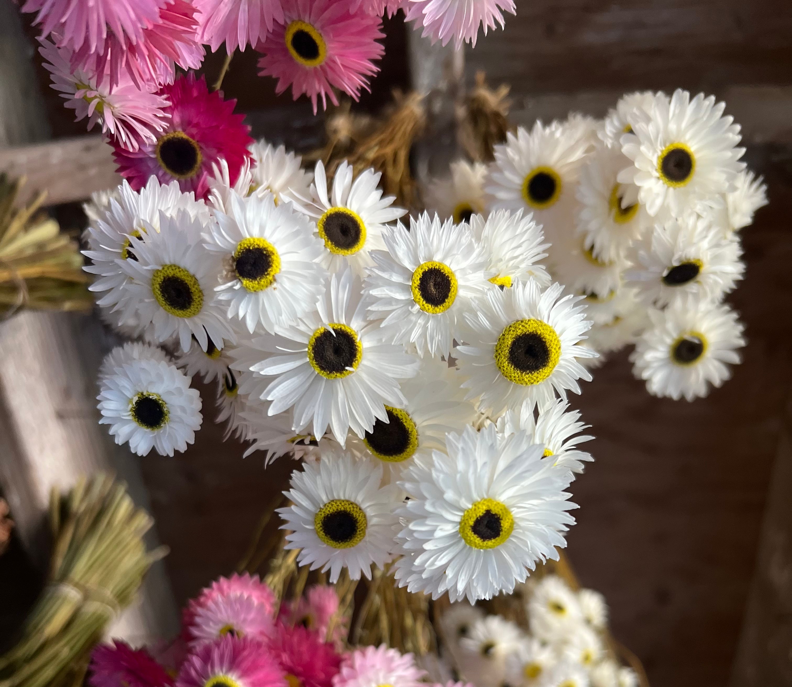 Helipterum - Pierrot White