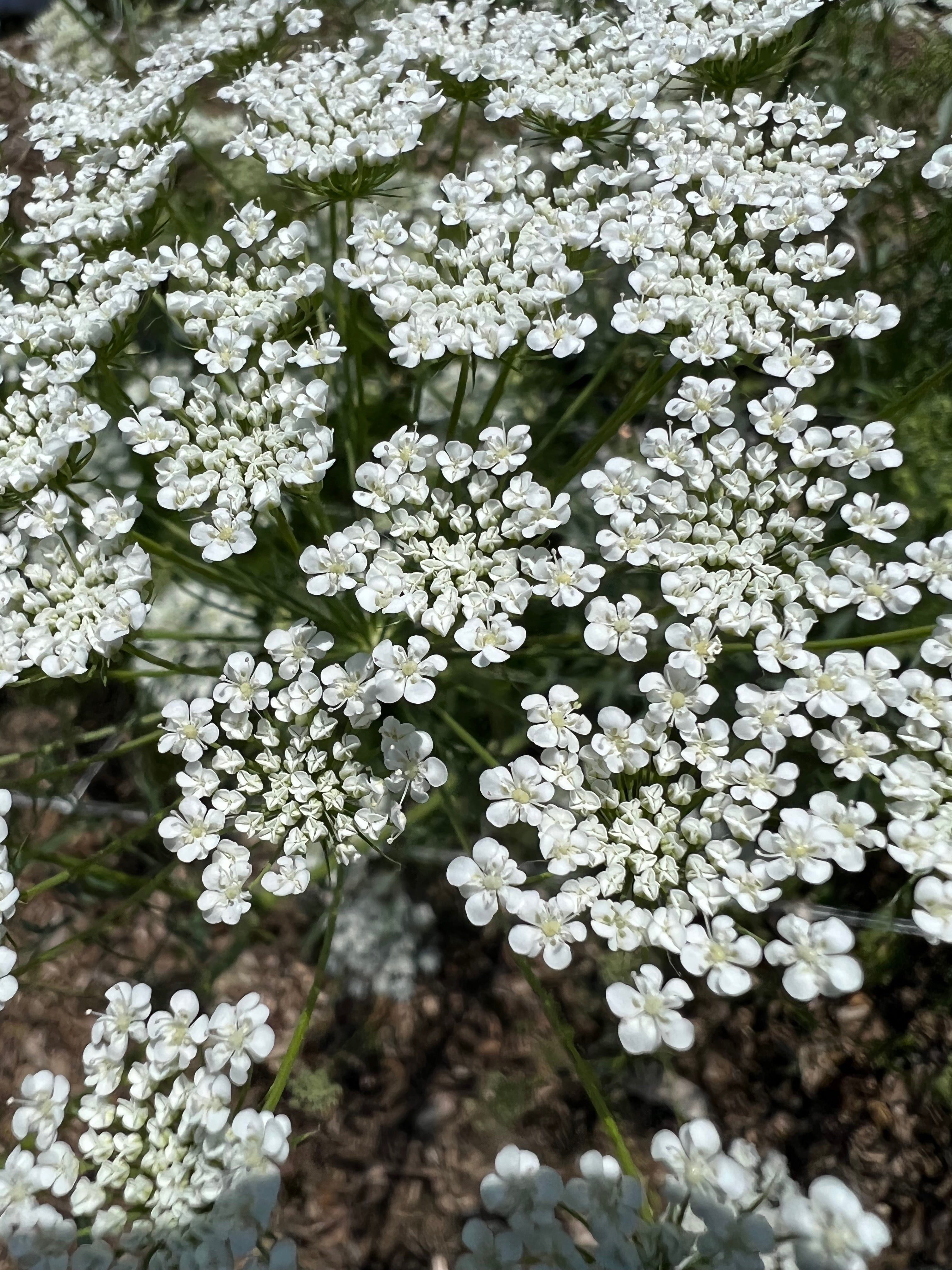 Ammi - White