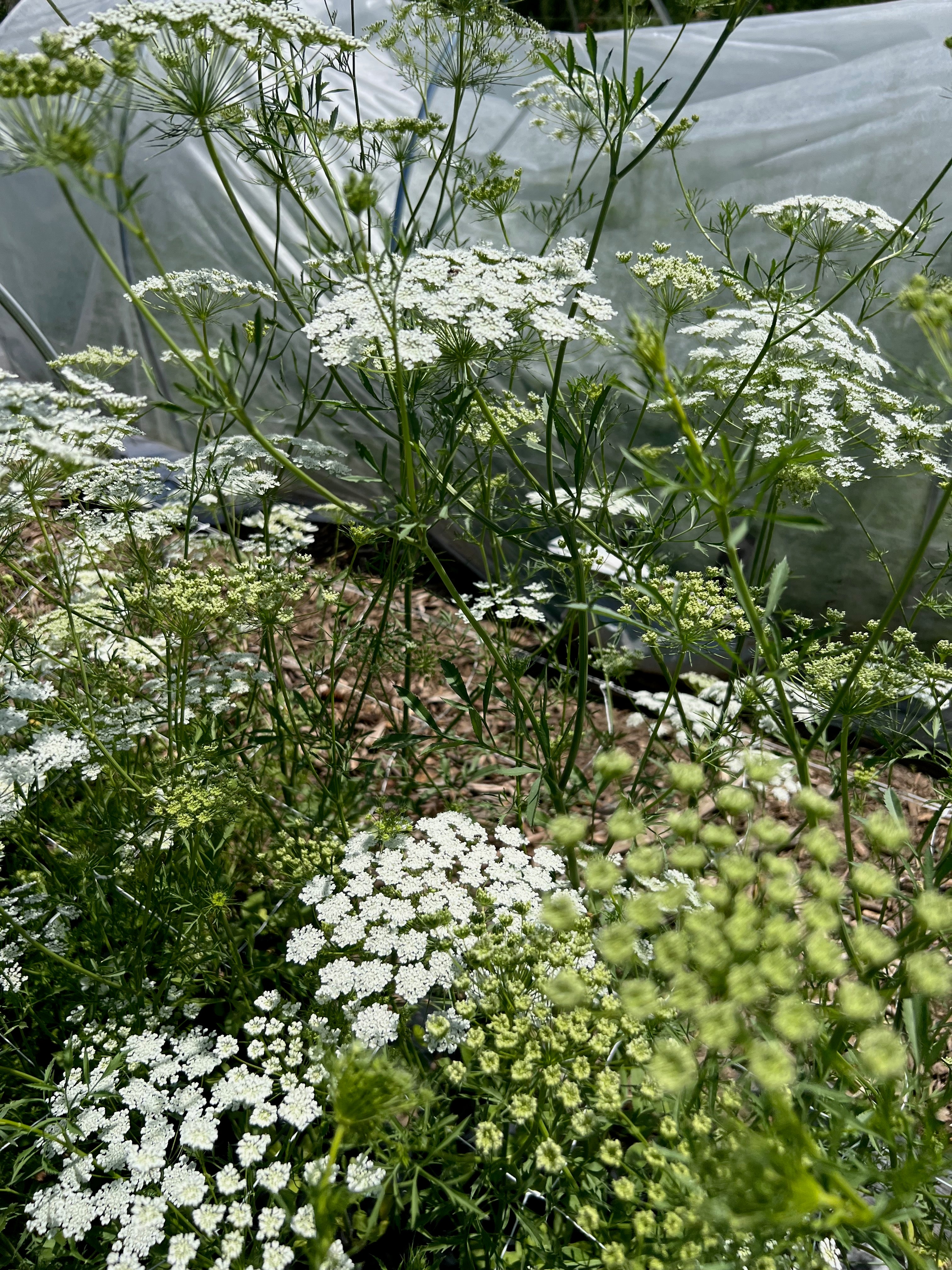 Ammi - White