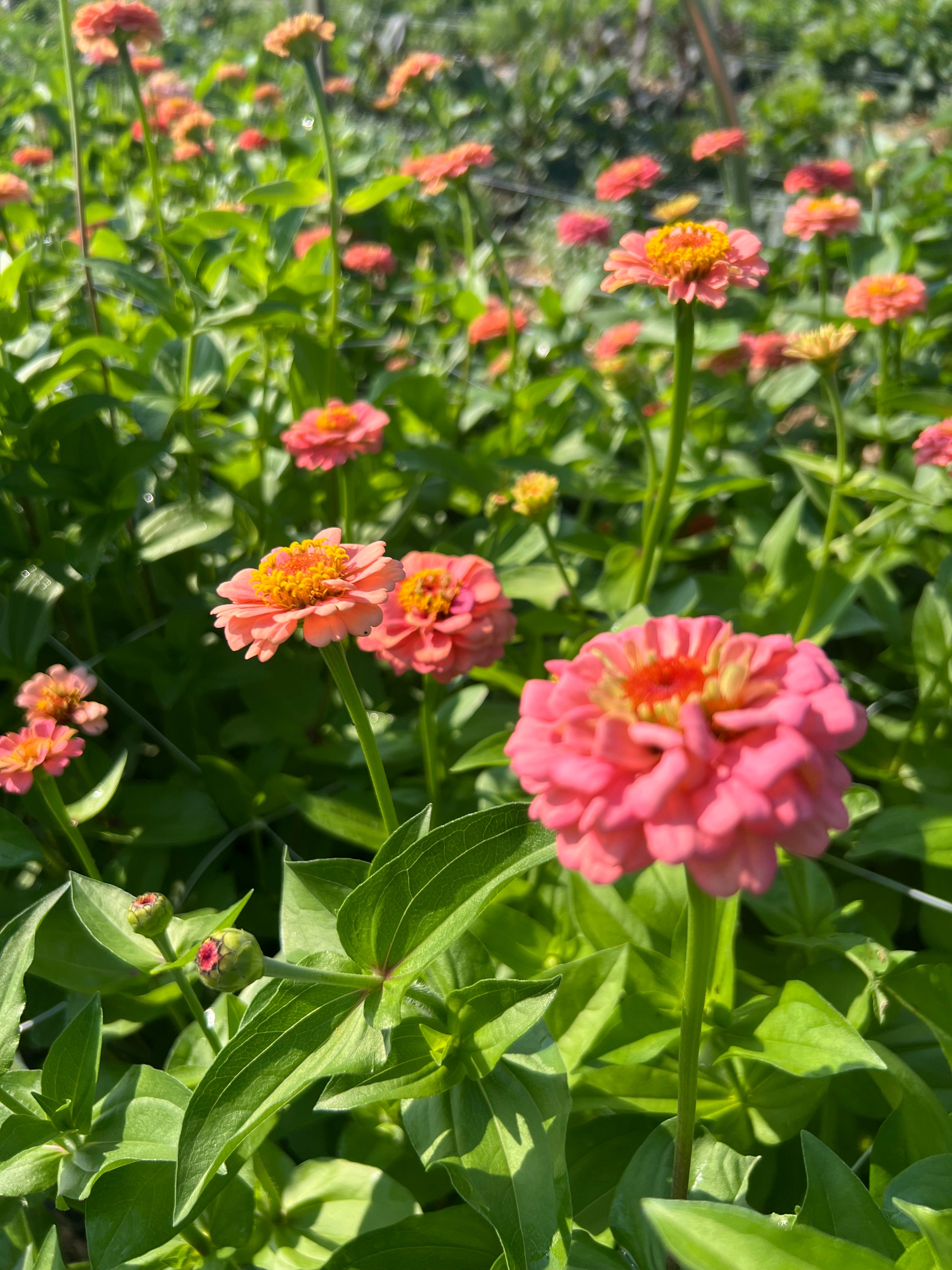 Zinnia - Oklahoma Salmon