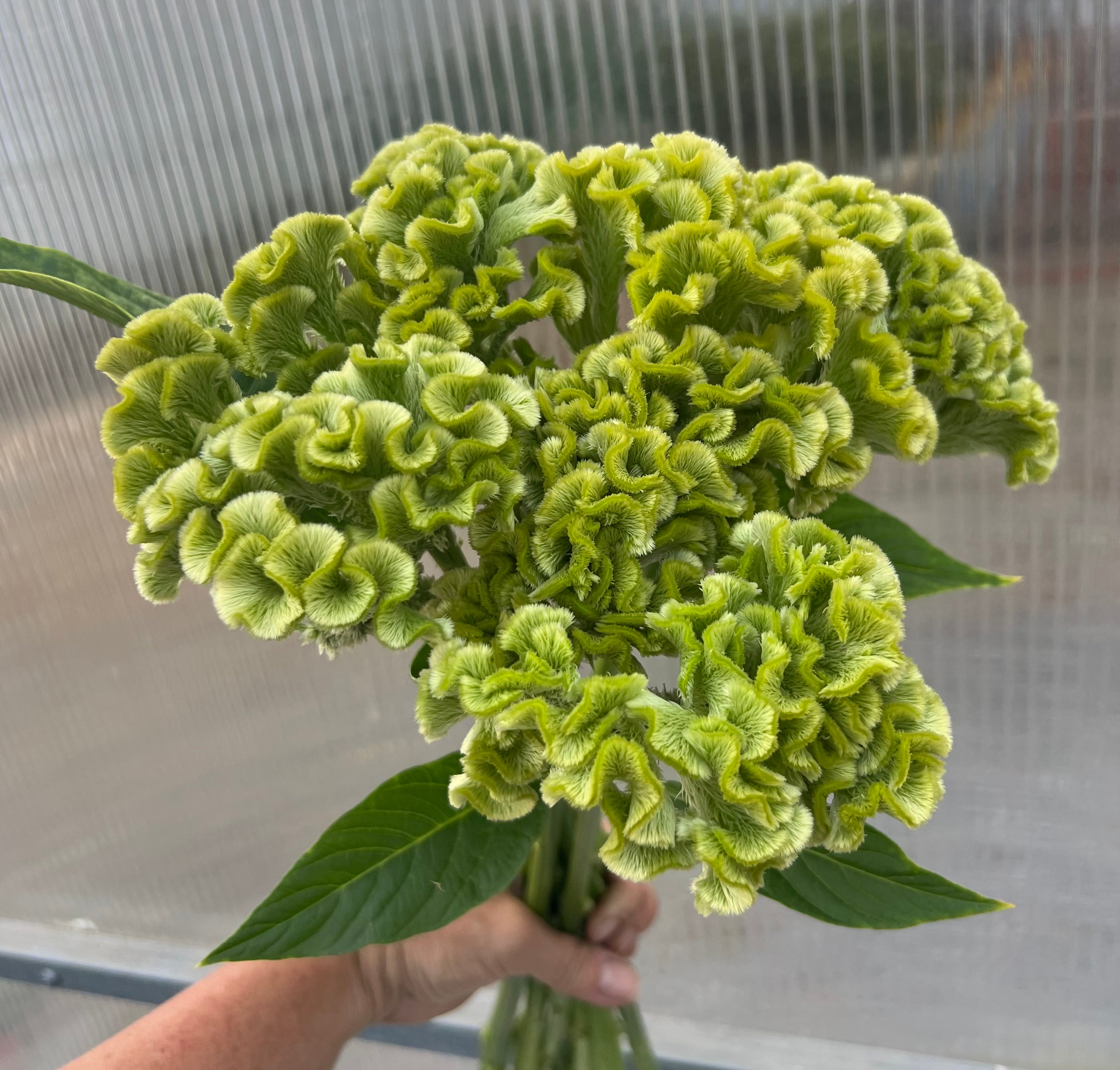 Celosia - Act Verda