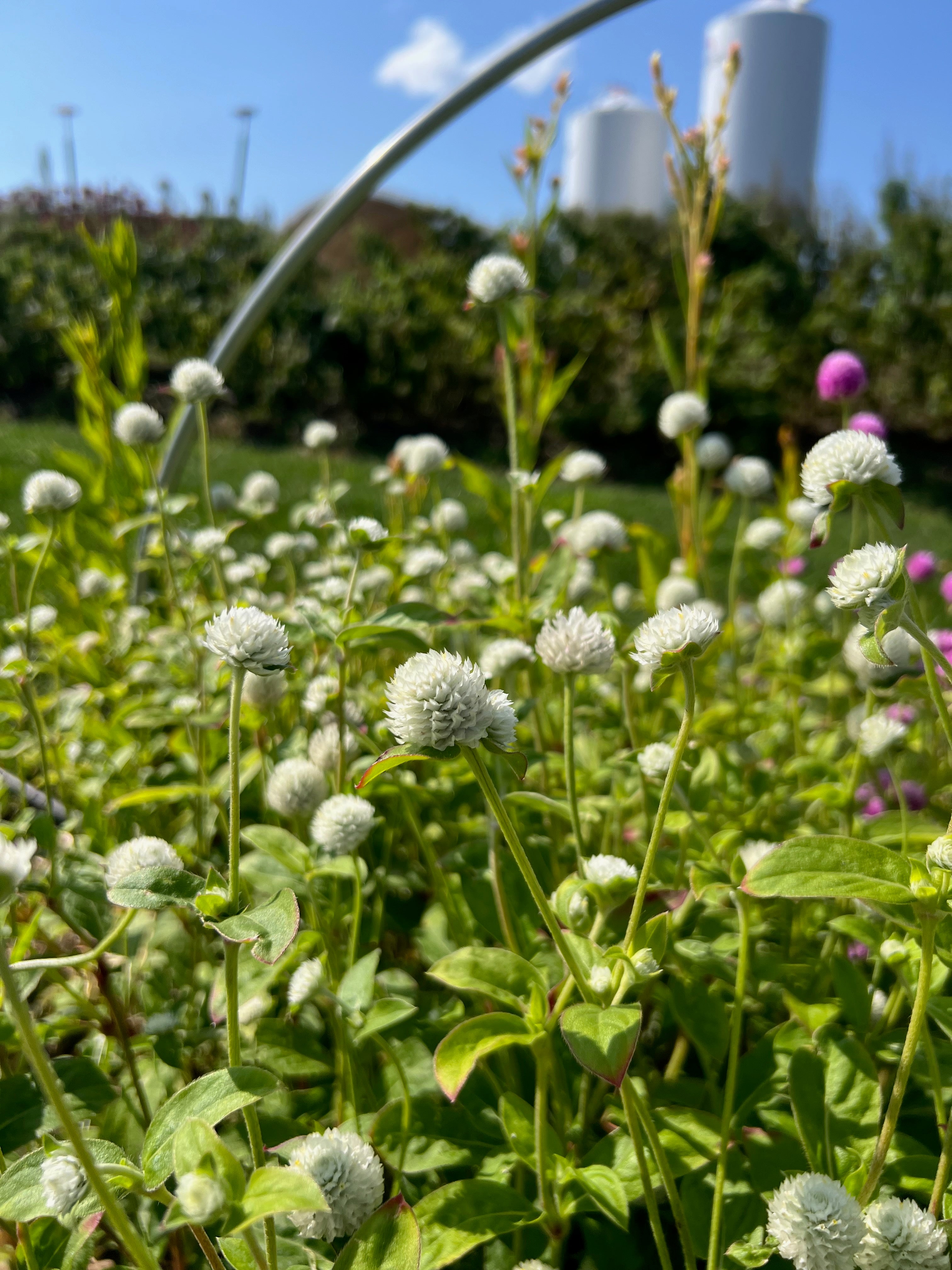 Gomphrena - White