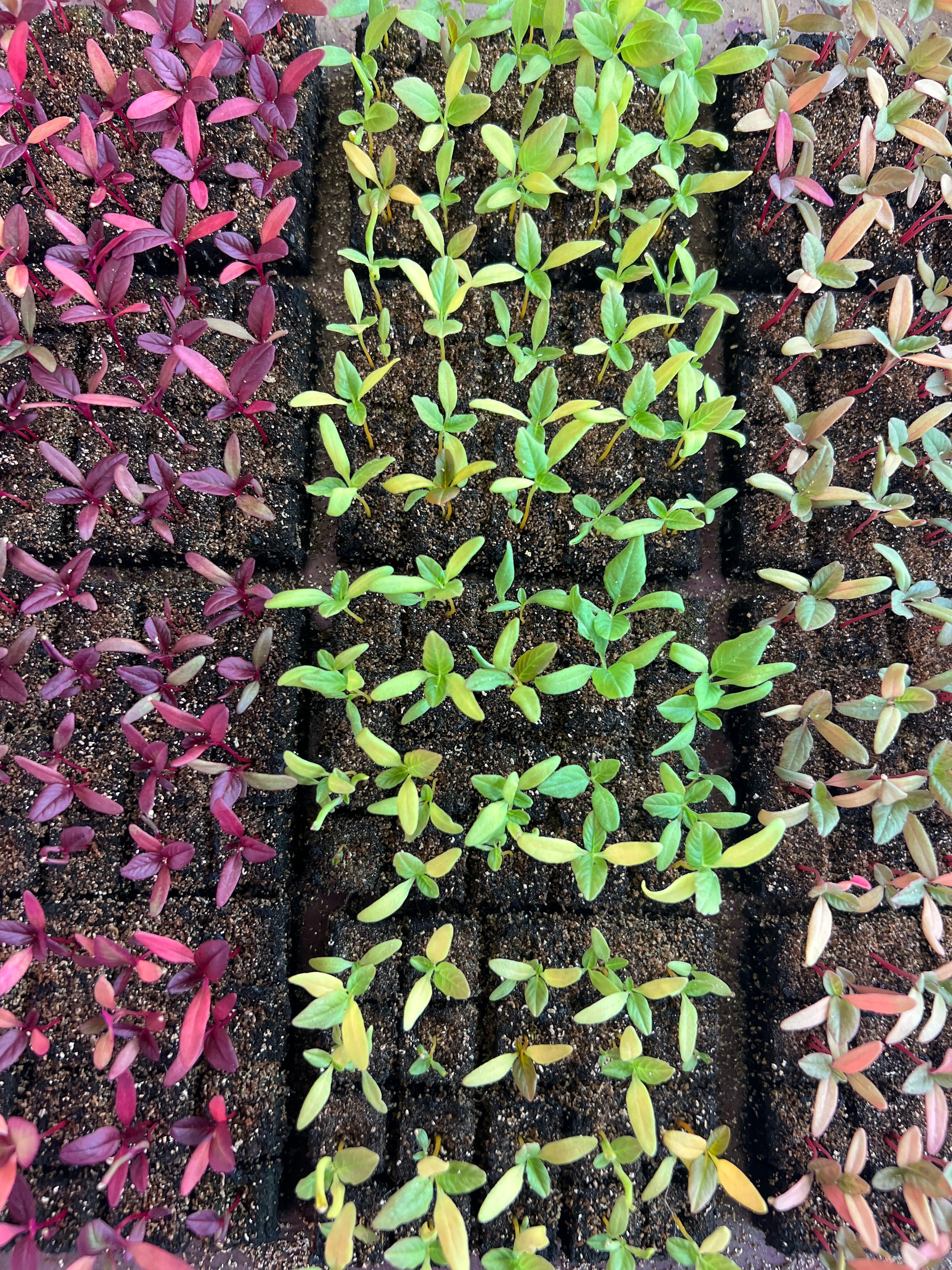 AG Flower Seeds | Seedlings in small pots arranged in a grid pattern.