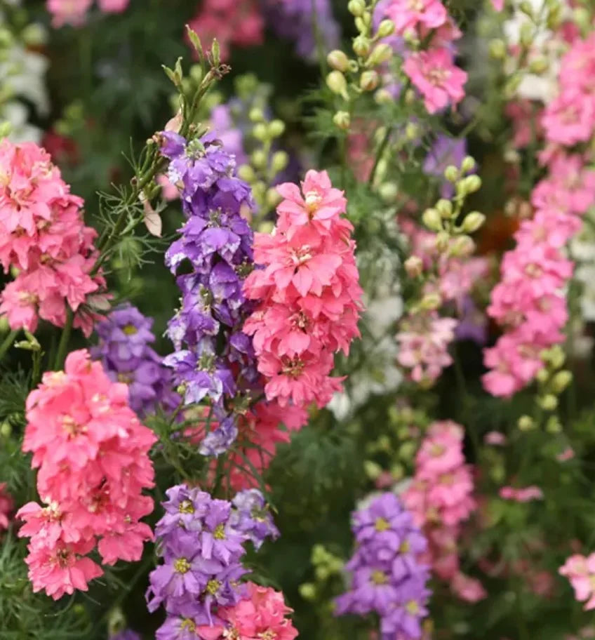 eva seeds pink plant Larkspur