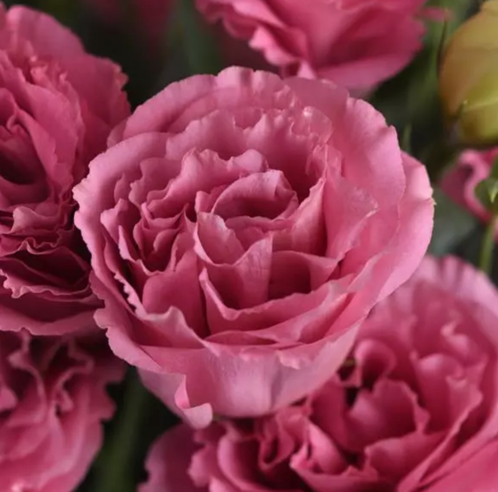 Lisianthus - ABC™ III Rose