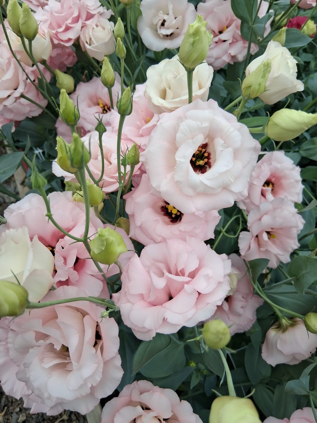 Lisianthus - Corelli II Light Pink