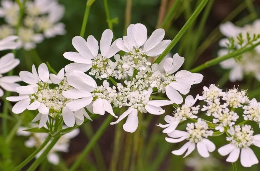 Orlaya - White Finch