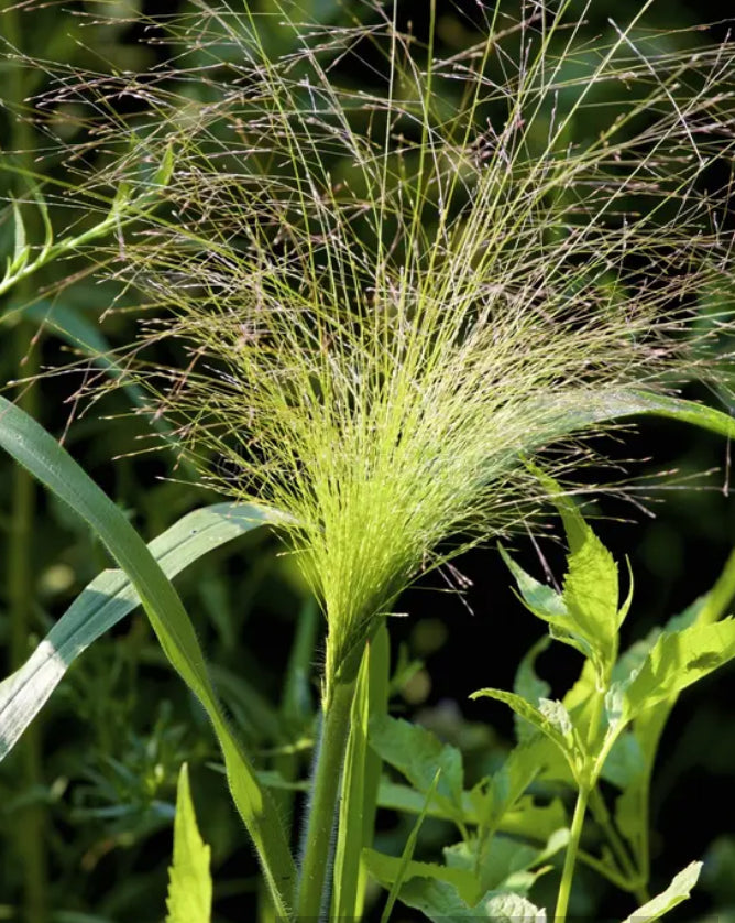 Grass- Sprinkles
