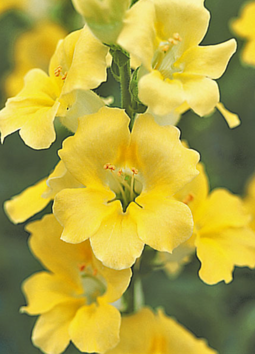 Snapdragon - Chantilly Cream Yellow