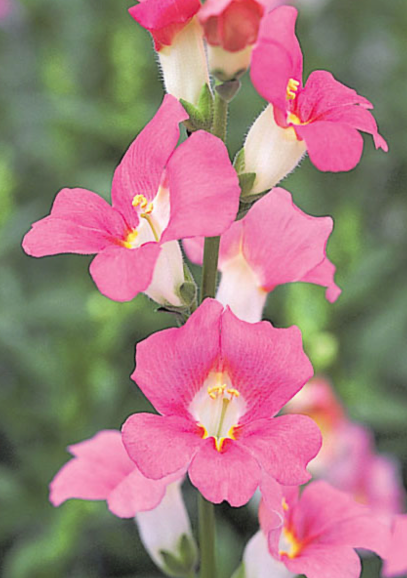 Snapdragon - Chantilly Pink
