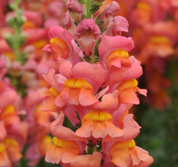 Snapdragon - Potomac Orange