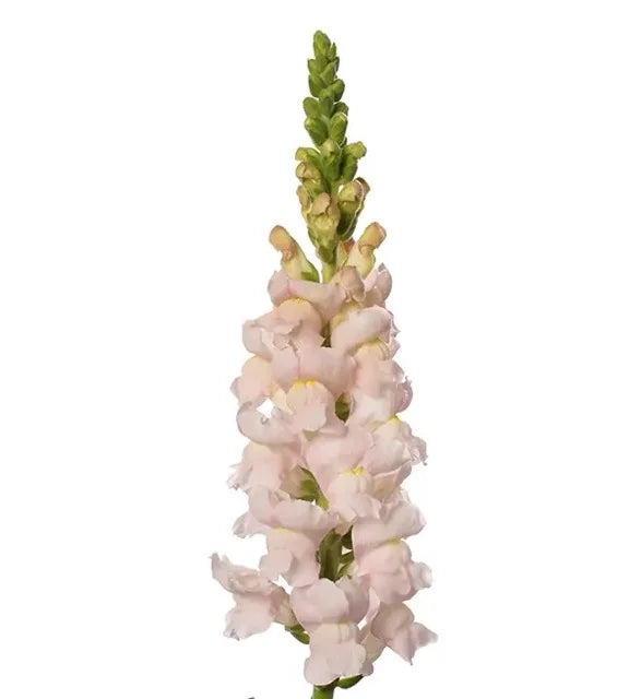 Snapdragon - Avignon Silver II