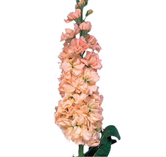 Stock - Iron Apricot