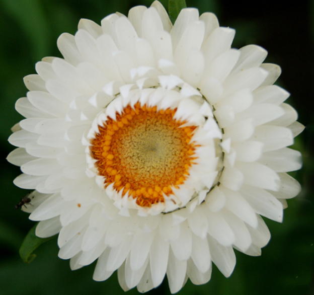Strawflower - White