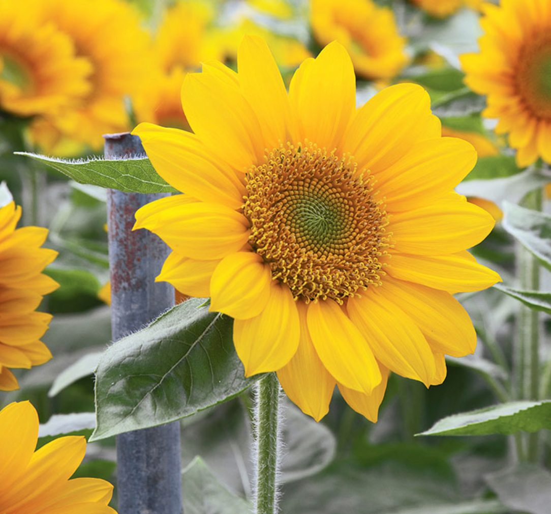 Sunflower - Sunrich Gold