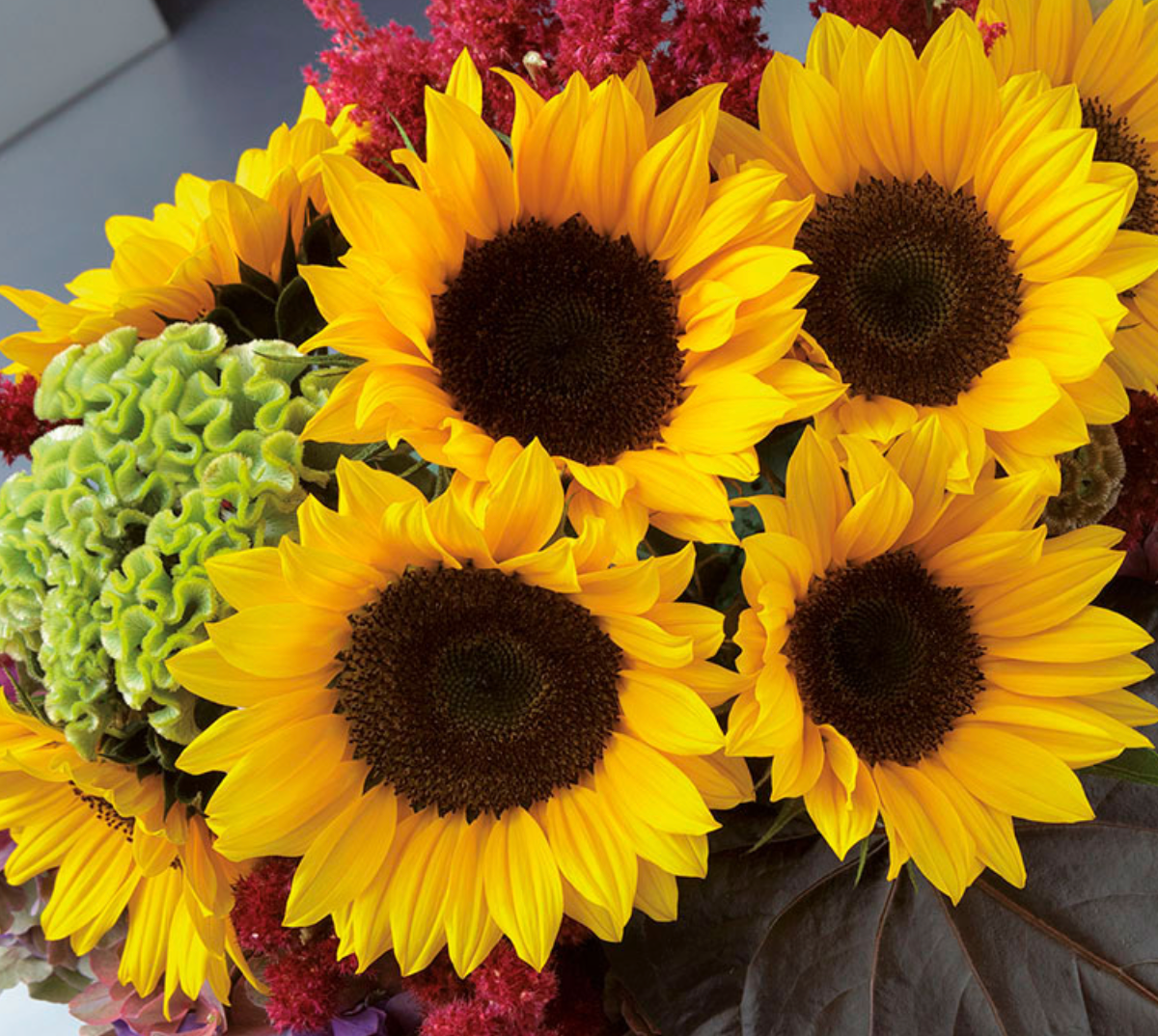 Sunflower - Sunrich Orange DMR