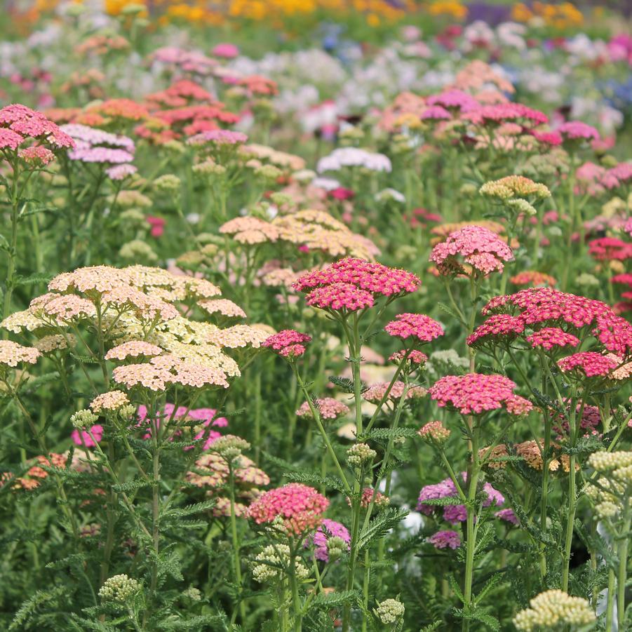 Yarrow - Summer Pastels