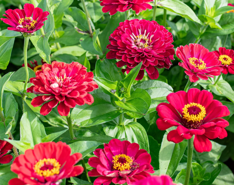Zinnia - Meteor